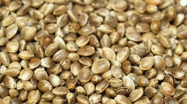 hemp seeds, hemp superfood