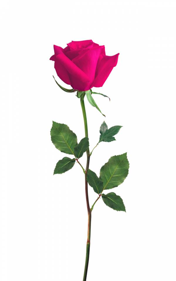 rose, pink rose, single rose, roses, bouquet
