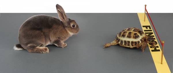 tortoise and hare, turtle and hare, rabbit, turtle, tortoise