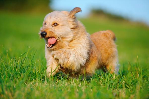 what dogs can teach us, health fitness dogs, learning from dogs