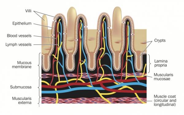 gluten, gluten free, gluten-free, intestinal lining, gliadin, zonulin, leaky gut