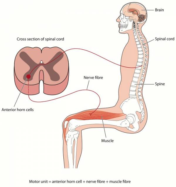 broscience, henneman size principle, size principle, broscience training