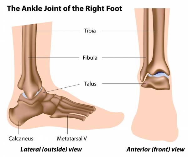 foot anatomy, foot injuries, anatomy of feet, ankle injuries, ankle anatomy