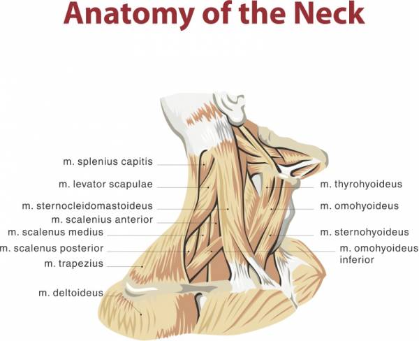 snoring, sore neck, neck injury, neck tension, curing snoring, cure for snoring