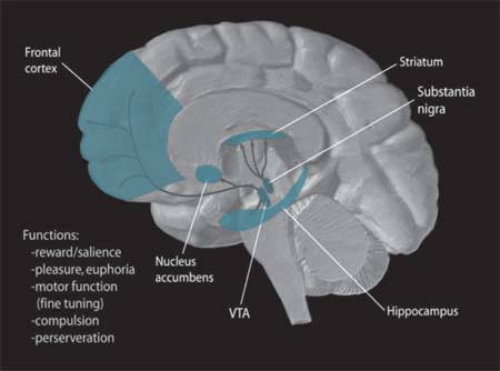 dopamine, epinephrine, adrenal system, hormones, hormonal system