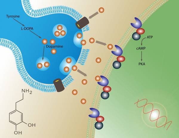 dopamine, epinephrine, adrenal system, hormones, hormonal system