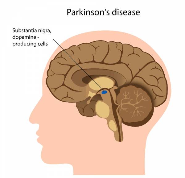 dopamine, epinephrine, adrenal system, hormones, hormonal system