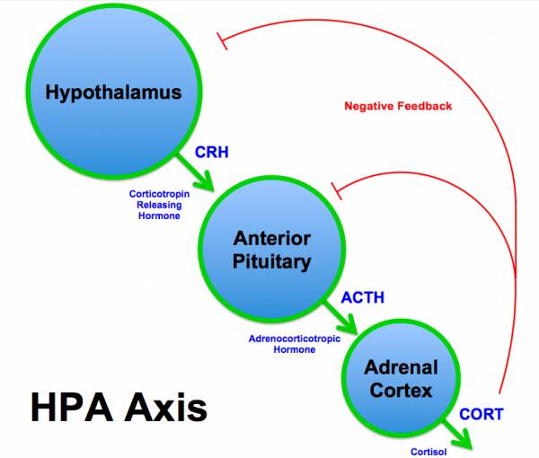 cortisol, adrenal system, hormones, cortisol levels, stress levels, crh