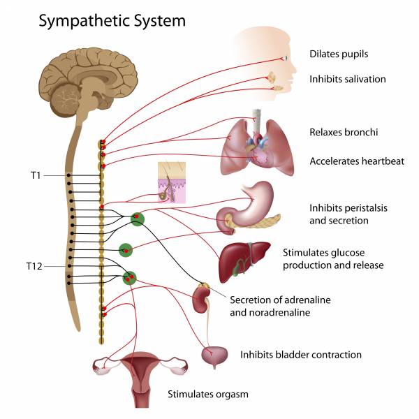 cortisol, adrenal system, hormones, cortisol levels, stress levels, crh