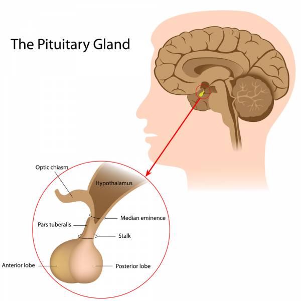 cortisol, adrenal system, hormones, cortisol levels, stress levels, adrenals