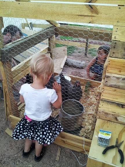 chickens, urban homestead, raising chickens