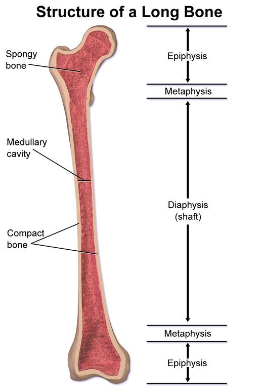 Osteitis pubis - Wikipedia