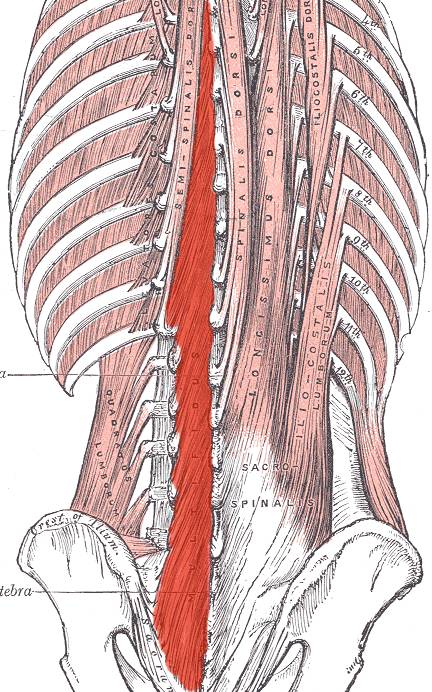 Transversus 2025 abdominis multifidus