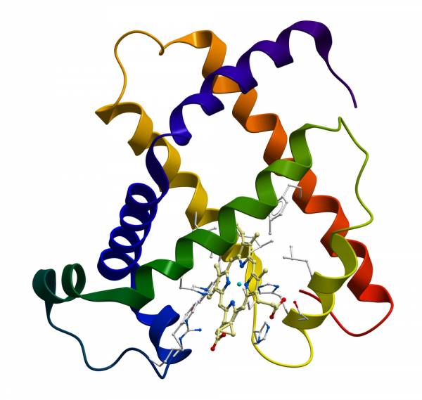 myoglobin, muscle fibers, muscle types, crossfit muscle, type II muscle