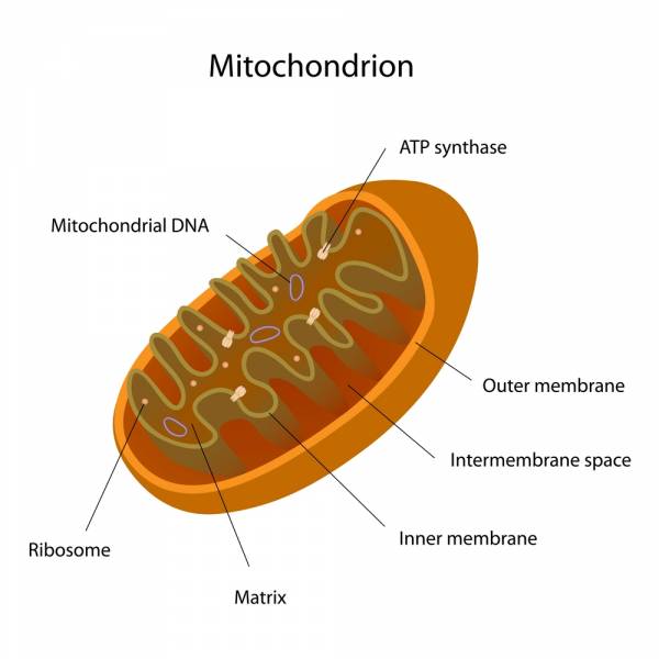 myoglobin, muscle fibers, muscle types, crossfit muscle, type II muscle