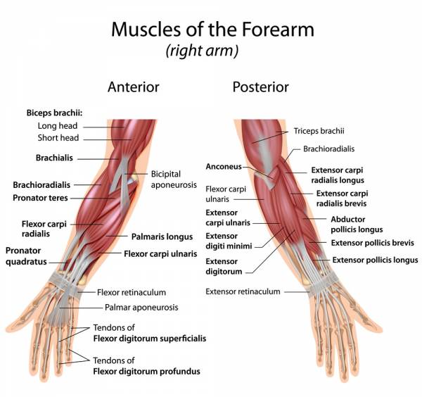 Hand Grip Muscles Worked: A Comprehensive Exploration