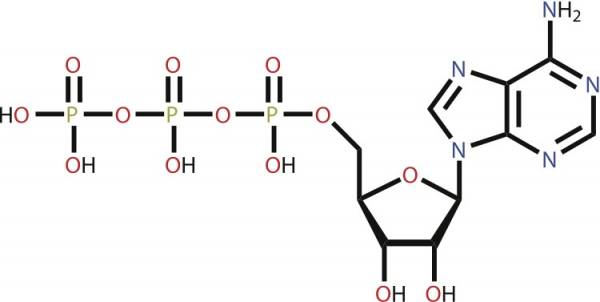 energy pathways, metabolic pathways, energy systems, nutrition, bioenergetics