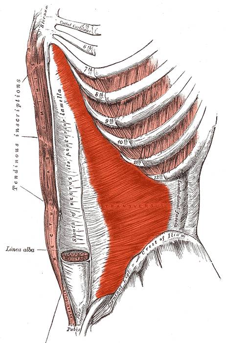 Transversus abdominis multifidus new arrivals