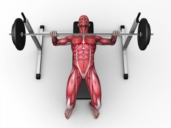 anatomy and crossfit, exercise anatomy, fitness anatomy, anatomy and lifting