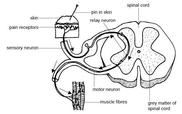 crossfit, weightlifting, nervous system, CNS, proprioception, muscle activation