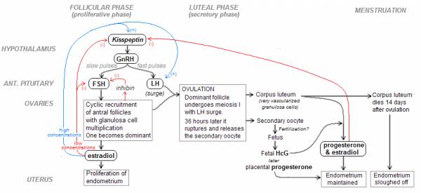 amenorrhea in athletes