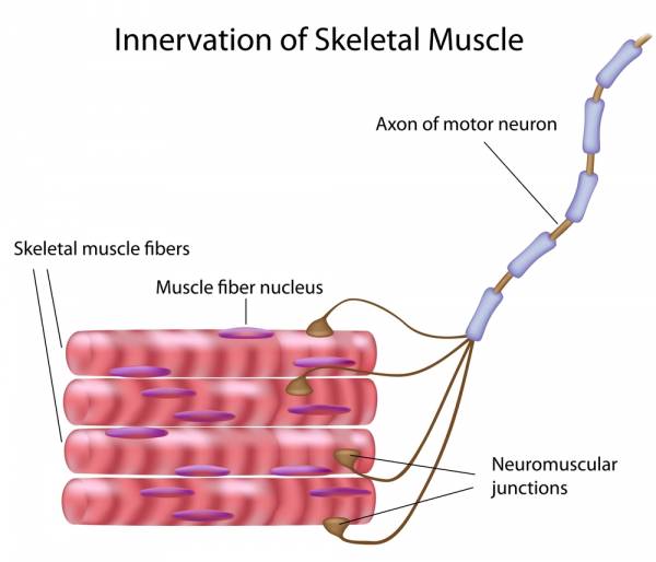 crossfit, weightlifting, nervous system, CNS, proprioception, muscle activation