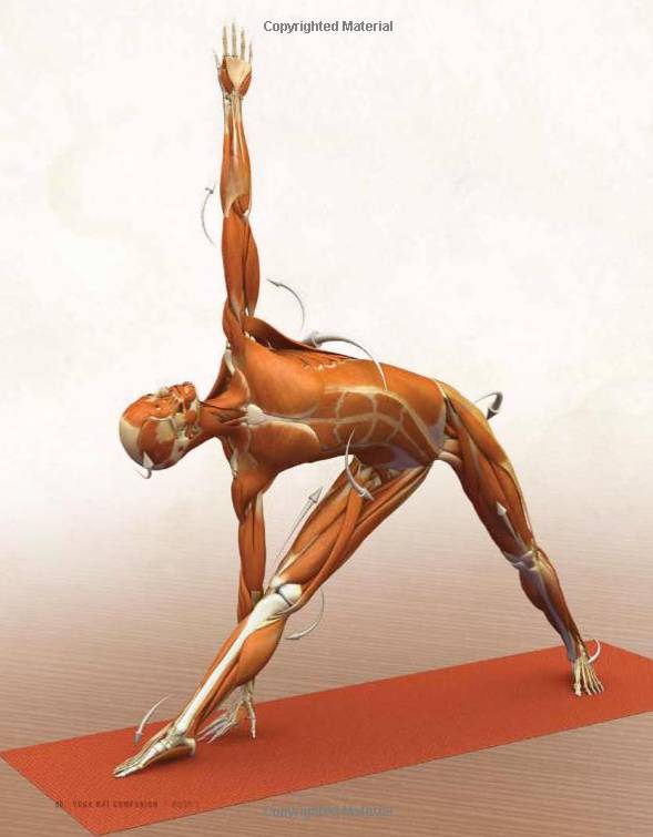 Yoga Mat Companion 1: Anatomy for Vinyasa Flow and Standing Poses, ray long