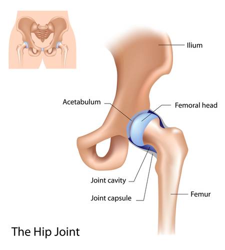 hip joint, shoulder joint, ball and socket, mobility, stability