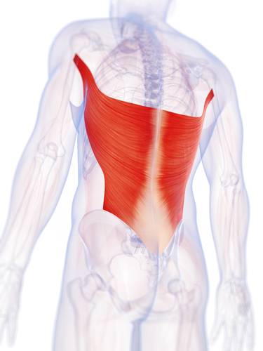 lats. imaginary lat syndrome, back exercises, chin ups, pulldowns