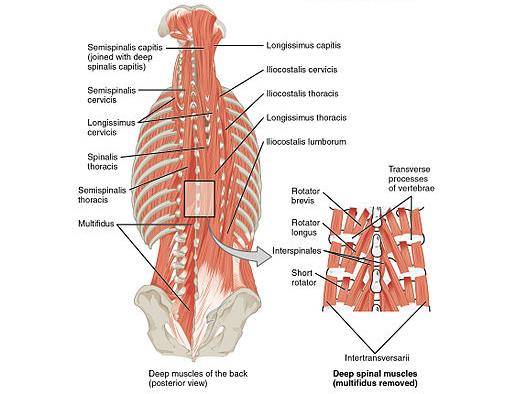 low back pain, lower back, anatomy, treatment, spine, sprain, spondylolysis