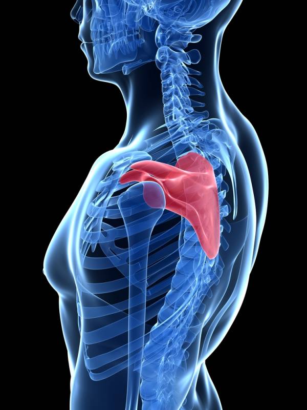 shoulder anatomy, shoulder injury, scapula, shoulder problems