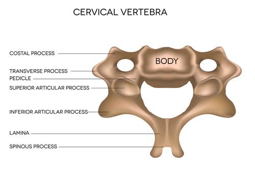 low back pain, lower back, anatomy, treatment, spine, sprain, spondylolysis