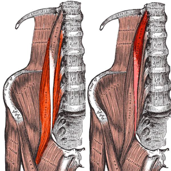 psoas, iliopsoas, anatomy for athletes, hip flexors, hip flexor muscles