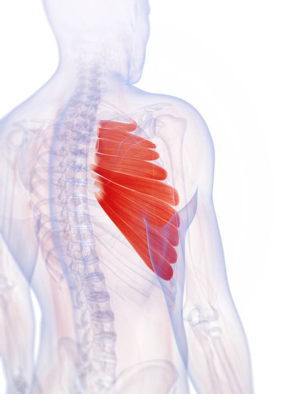 shoulder anatomy, shoulder injury, scapula, shoulder problems