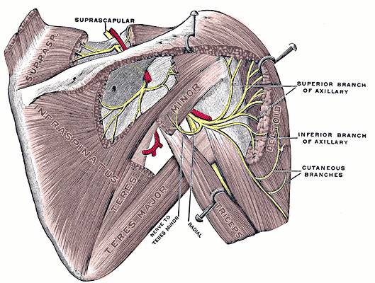 shoulder, shoulder anatomy