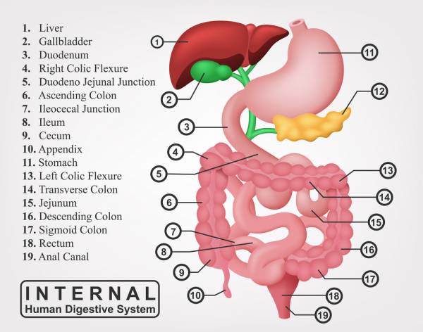 digestive system, fitness, digestive health