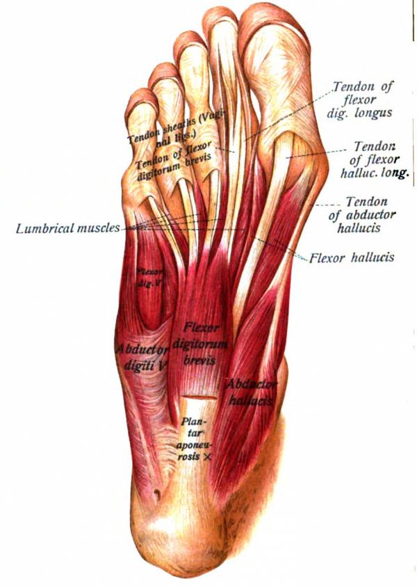 Exercises to strengthen your feet