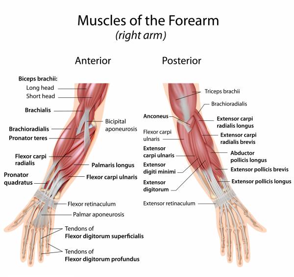 elbow joint muscles