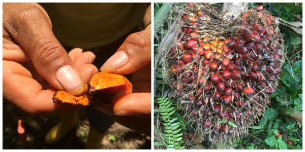 A red palm plant in Ecuador.