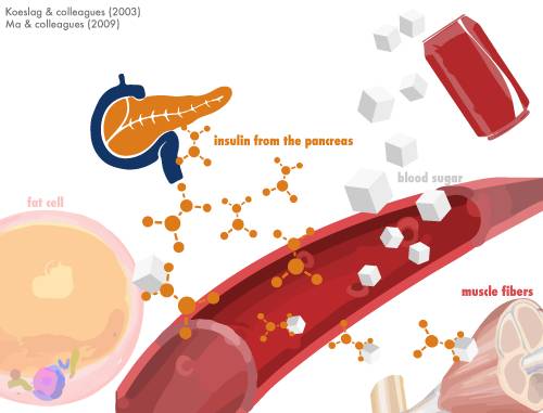 infographic: the insulin system