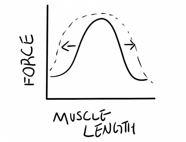 Wider Force Graph