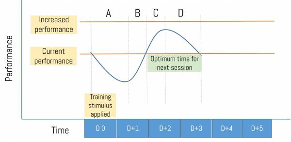 Adaptation after moderate training