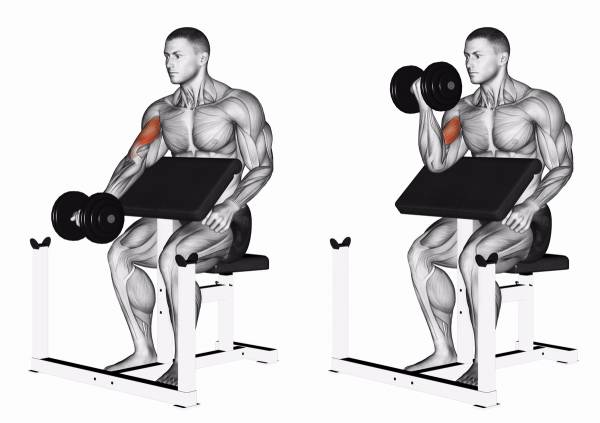 Best lower bicep exercises sale