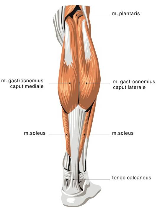 two jointed muscles, two-jointed muscles, hamstring training, quad training