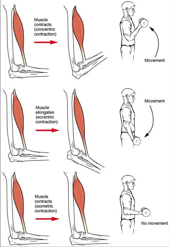 How Long Will it Take to Get Big (Hypertrophy Timeline) - Muscle