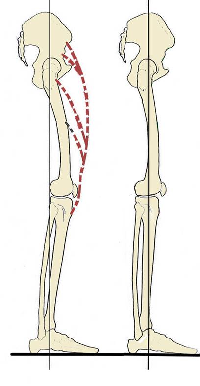 quadriceps, hamstrings, tucked pelvis, femur, block lunges, short hamstrings