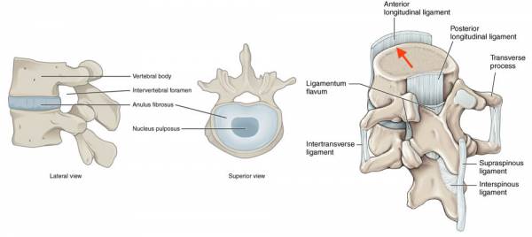 Anterior longitudinal ligament.