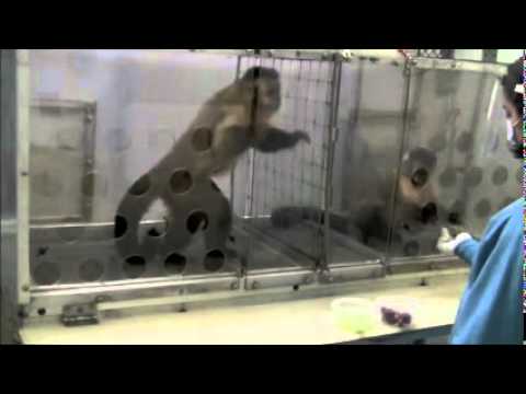 Capuchin monkey fairness experiment