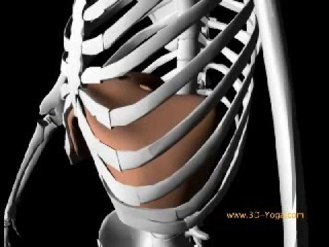 3D view of diaphragm