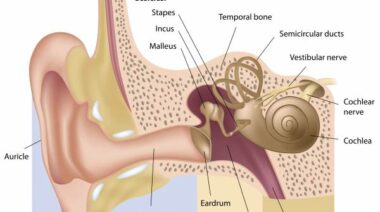 balance, dizziness, inner ear, vestibular nerve, vestibular rehabilitation